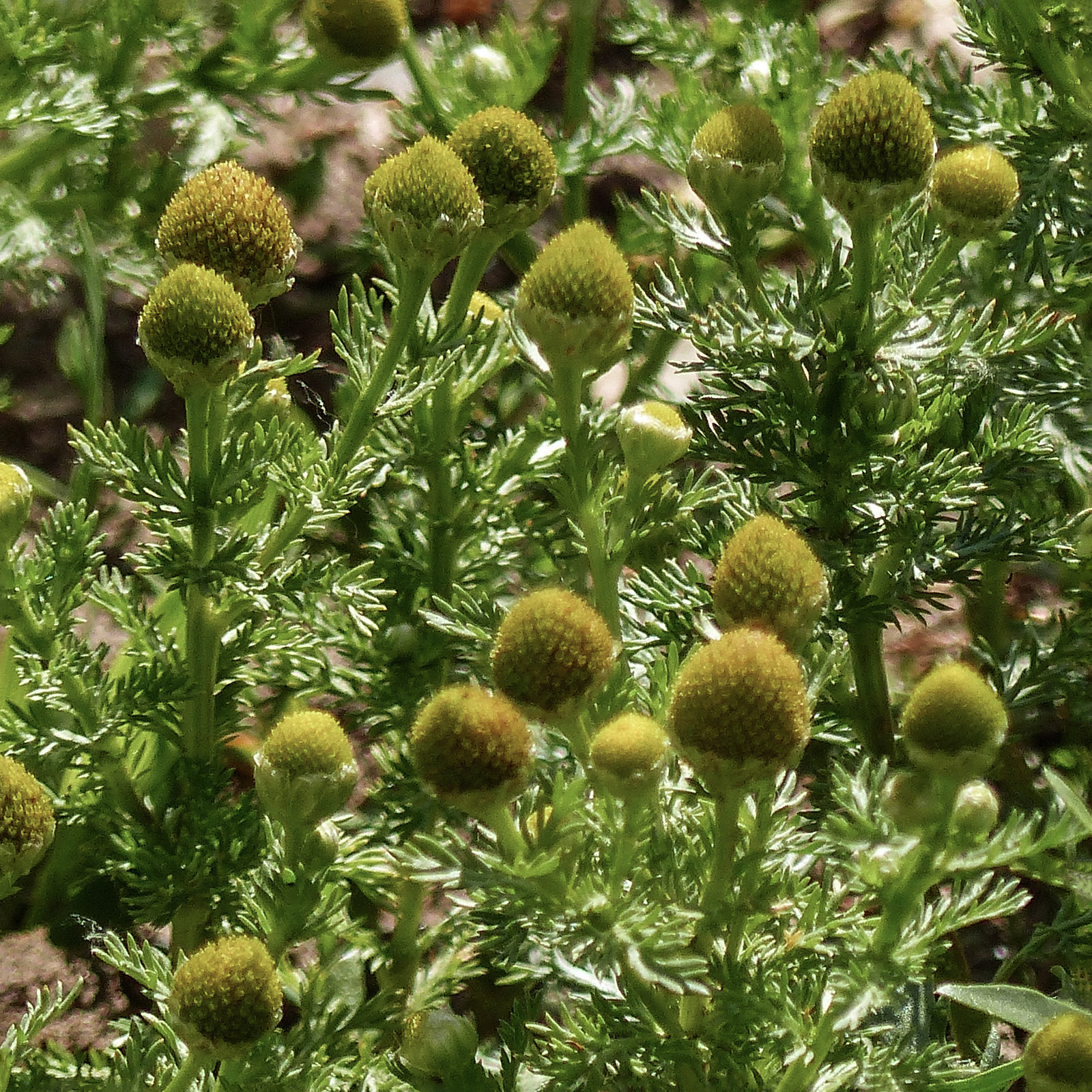 Pineappleweed