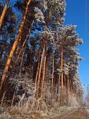 A cold morning at the edge of a forest.