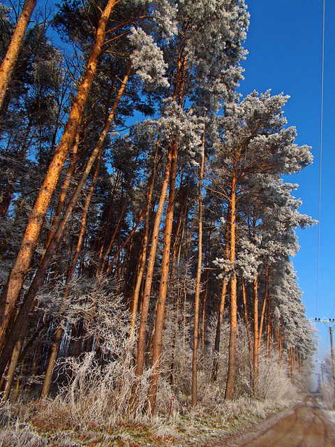 A cold morning at the edge of a forest.