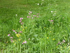 Wild Flowers by the pond