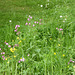 Wild Flowers by the pond