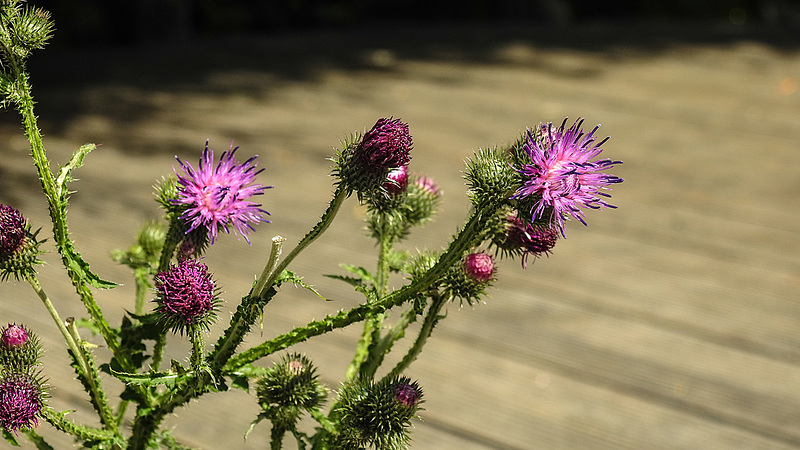 20180628 4076CPw [D~LIP] Acker-Kratzdistel (Cirsium arvense), UWZ, Bad Salzuflen