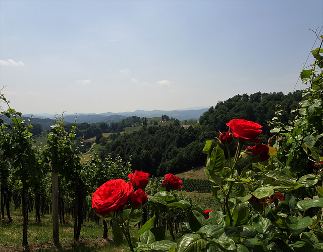 Südsteirische Weinstraße 2