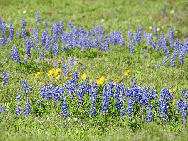 Day 3, Bluebonnets, Rockport, South Texas