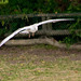 Gull flight photo 1