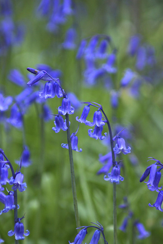 Bluebells