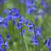 Bluebells