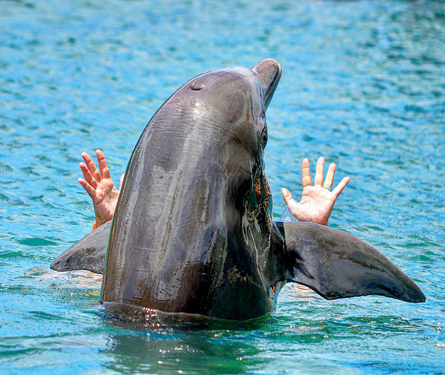 at the Dolphin Lagoon - Kahala Hotel