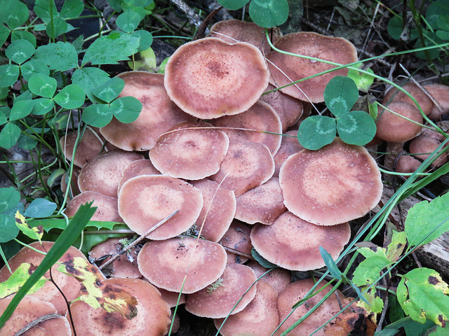 Fungus display