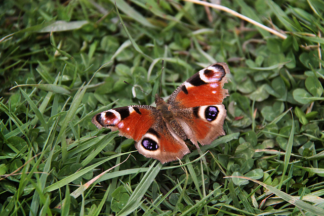 Peacock Butterfly