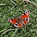 Peacock Butterfly