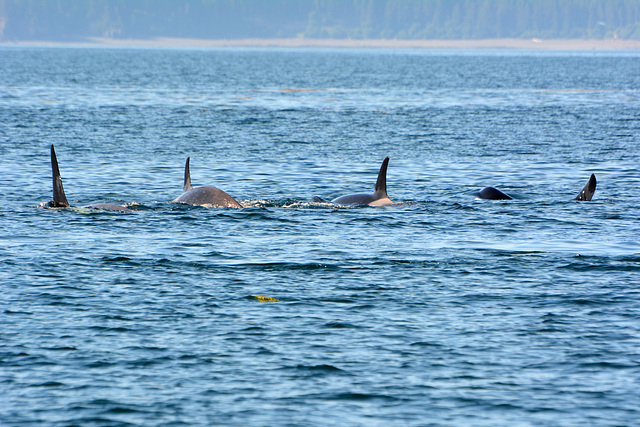 Alaska, Homer, Four Orcas in Kachemak Bay