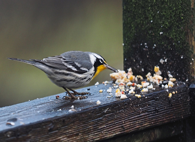 Late warbler