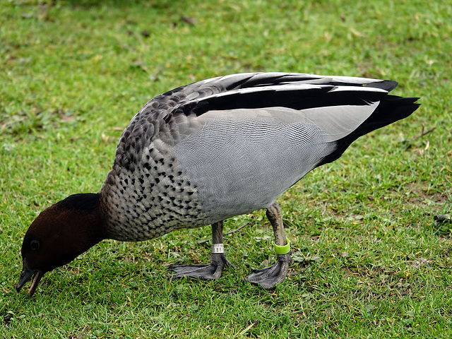 Australian Wood Duck