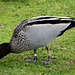 Australian Wood Duck