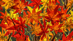 Herbstliche Blätter...