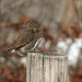 On a fence post, but no Vole