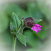 Silene dioica (Rote Lichtnelke), Blüte