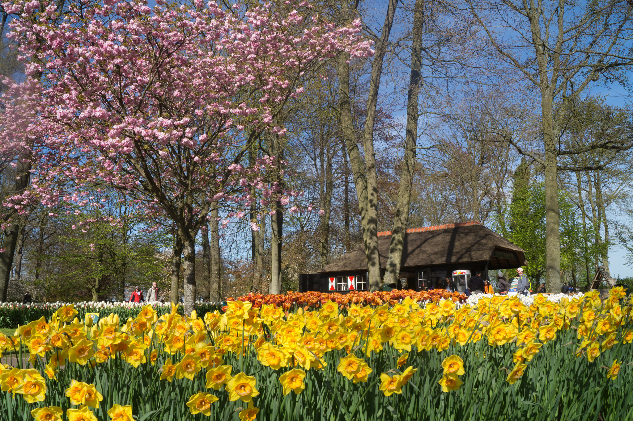 Keukenhof DSC09232