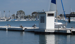 Oceanside Harbor (2474)