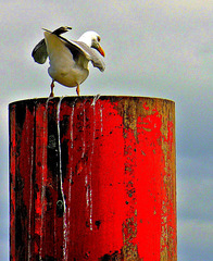 ... comme un oiseau de mer ...