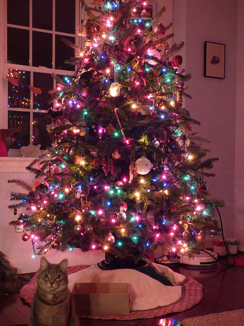 still guarding the tree