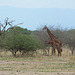 Tarangire, Two Giraffes in the Savannah