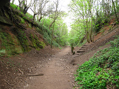 South Staffs Railway Walk looking towards Wombourne