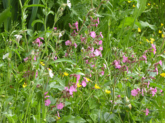 Wild Flowers by the pond