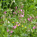 Wild Flowers by the pond