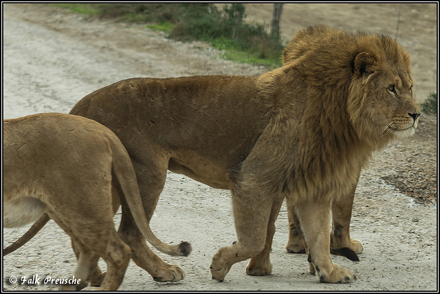 Der König der Savanne