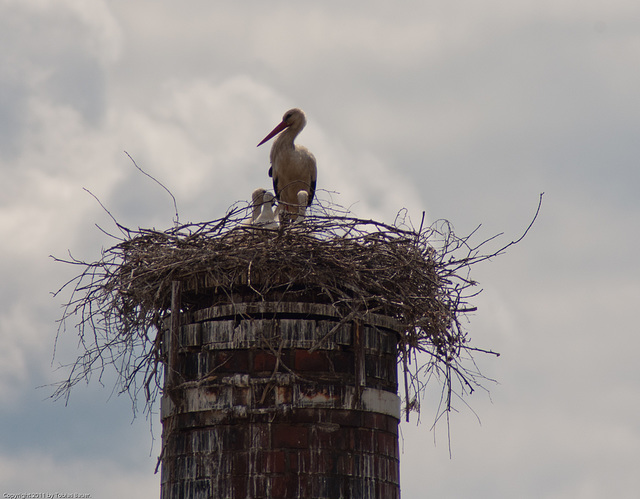 Neuhauser Storch ;-)