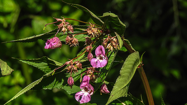 20180628 4077CPw [D~LIP] Drüsiges Springkraut (Impatiens glandulifera), UWZ, Bad Salzuflen