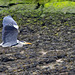 Grey Heron in Flight