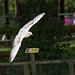 Gull flight photo 2