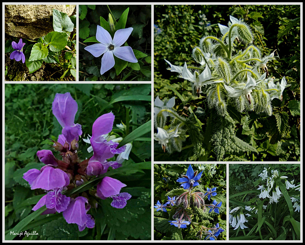 Flores de primavera