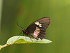 EF7A3006 Butterfly