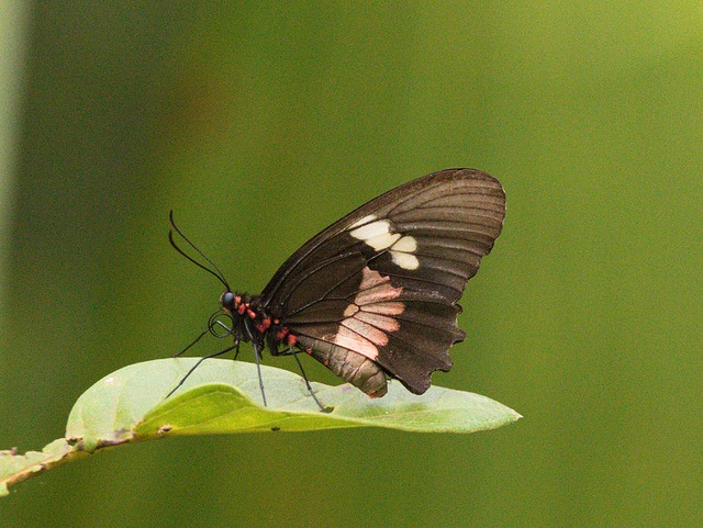 EF7A3006 Butterfly