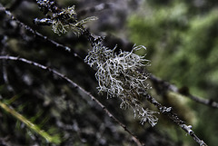 Lichens.