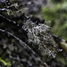 Lichens.