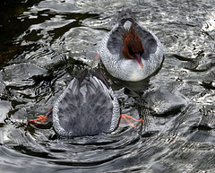 Scaly-sided Merganser