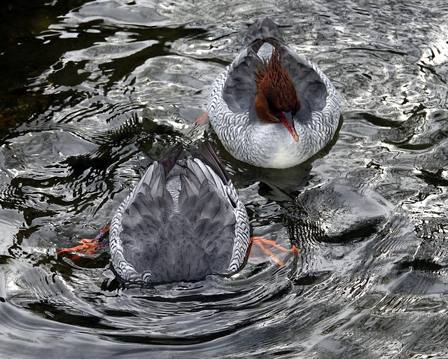 Scaly-sided Merganser