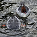 Scaly-sided Merganser