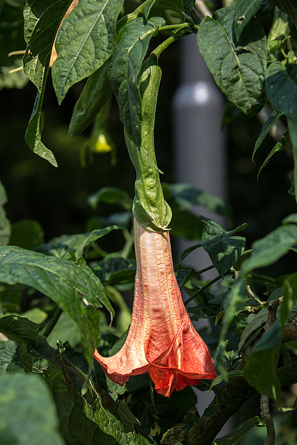 20140801 4629VRAw [D~E] Trompetenblume, Gruga-Park, Essen