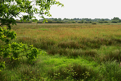 Landschaft in Ostfriesland