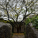 Plymouth, Elizabethan Gardens, The Spreading Tree