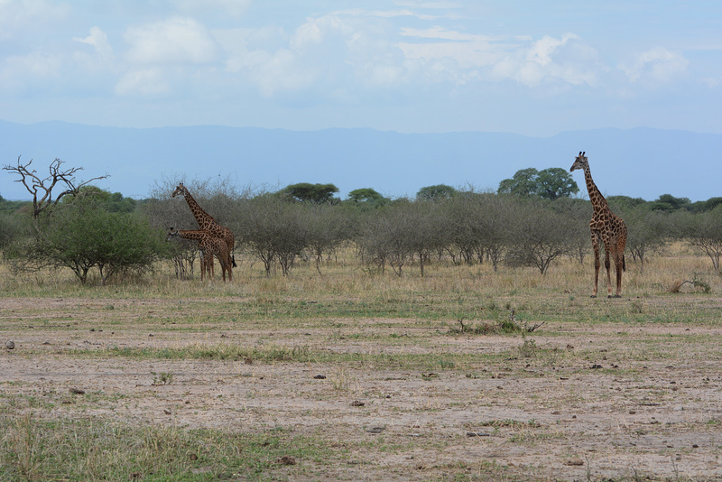 Tarangire, Three Giraffes in the Savannah