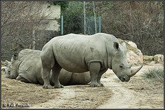 Rhinozeros