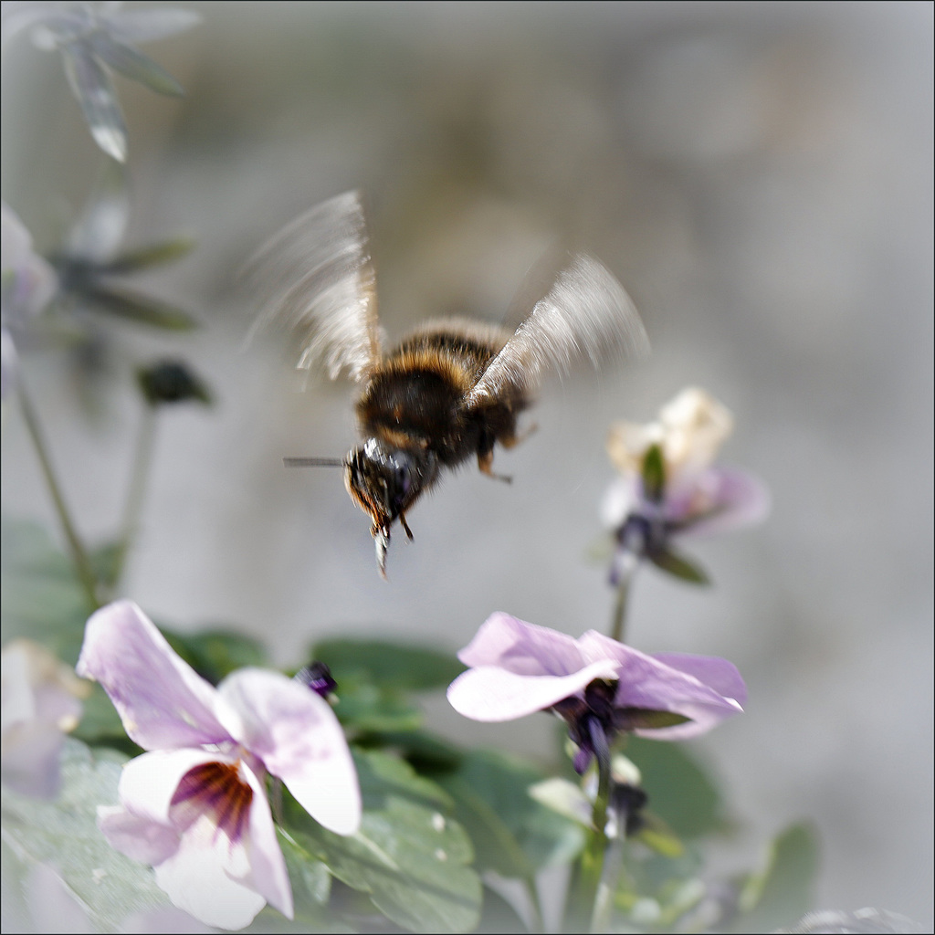 Le vol du bourdon