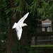 Gull flight photo 3